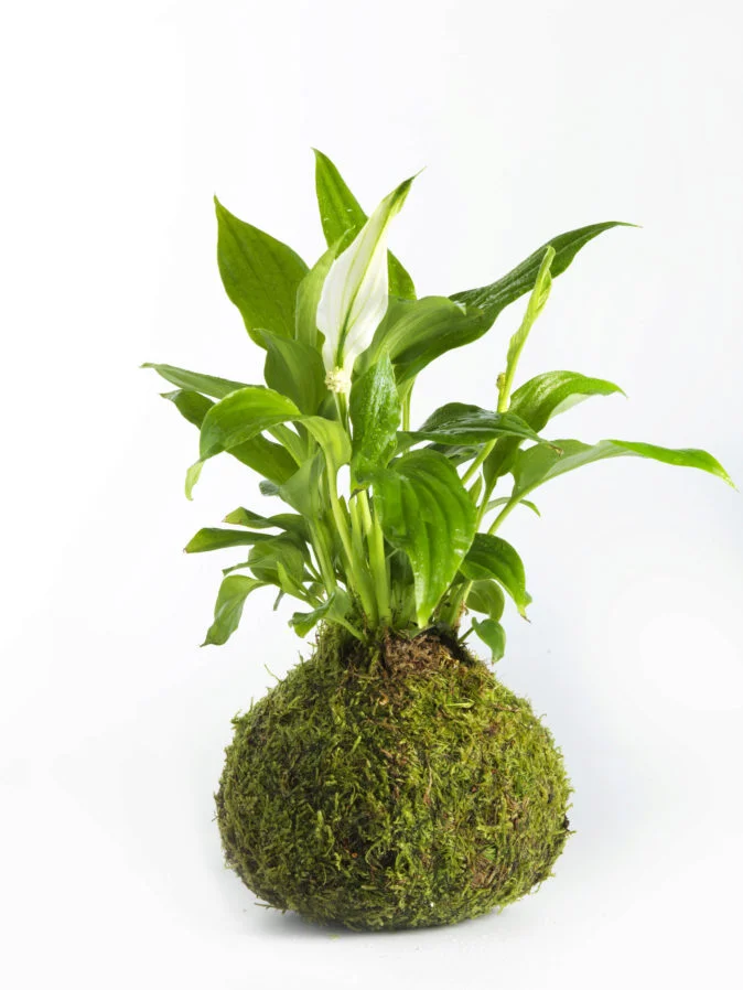Kokedama-perfil