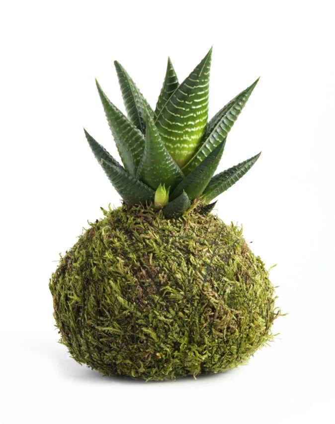Kokedama-chica