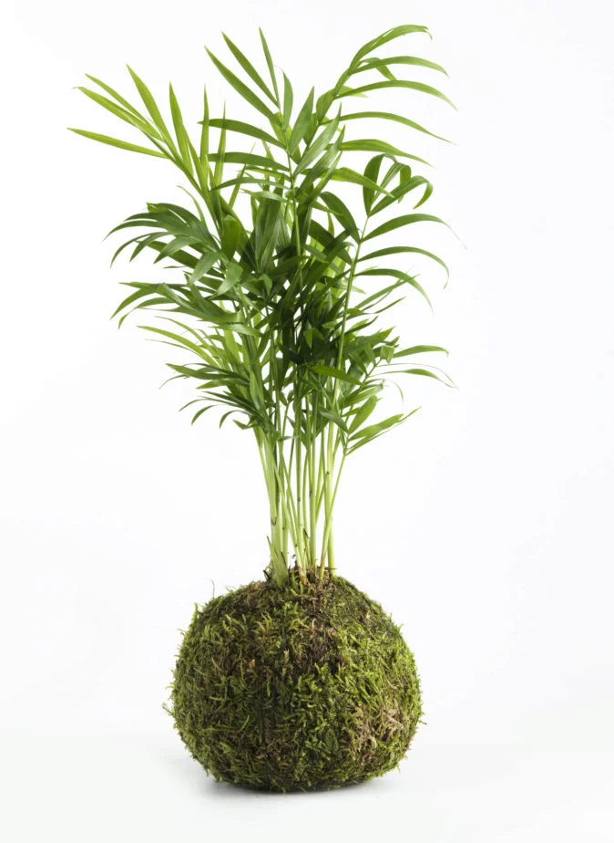 Kokedama-parra