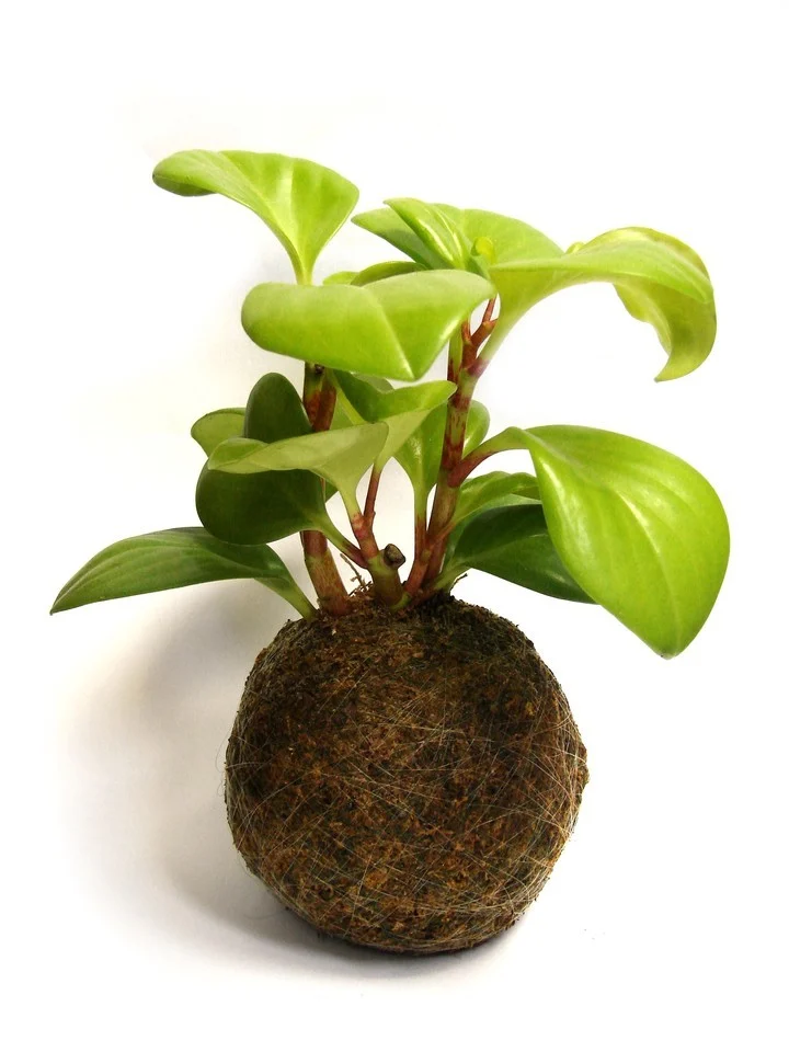 Kokedama-potus
