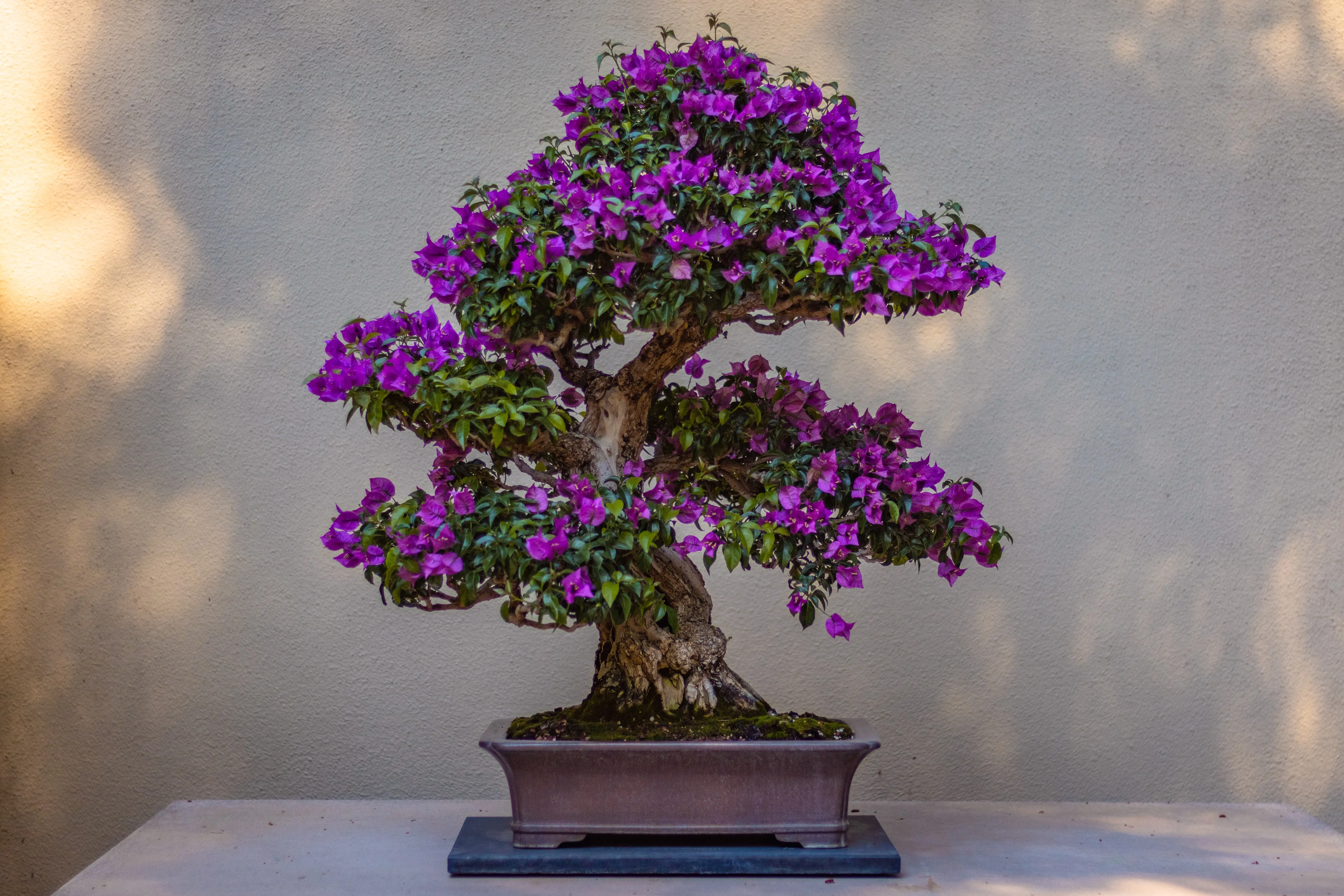 Jacaranda