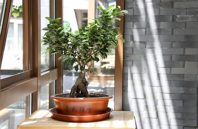 cuidados-bonsai