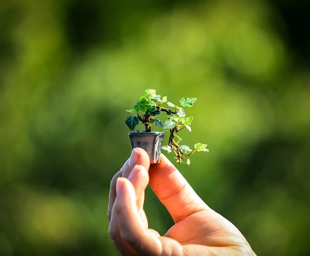 mini-bonsai