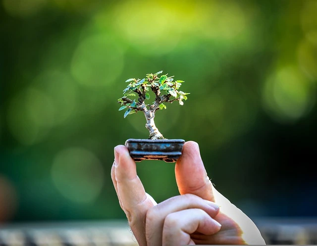 mini-bonsai