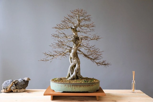 bonsai-poda