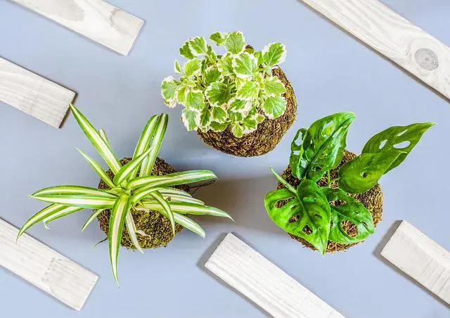 kokedama-panoramica