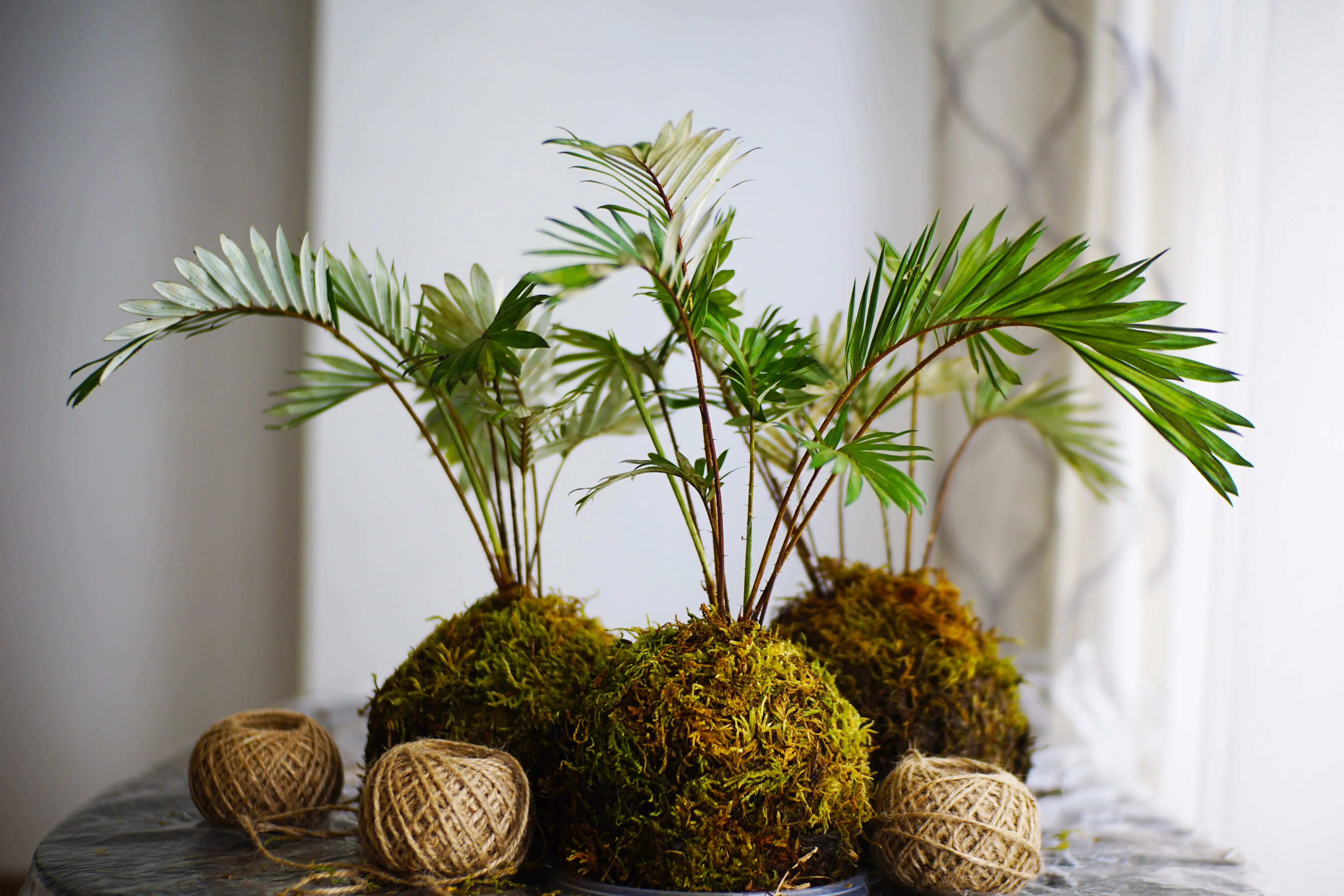 kokedama-plano