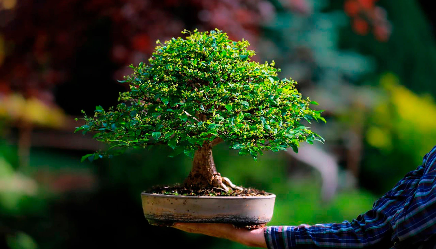 mano-bonsai