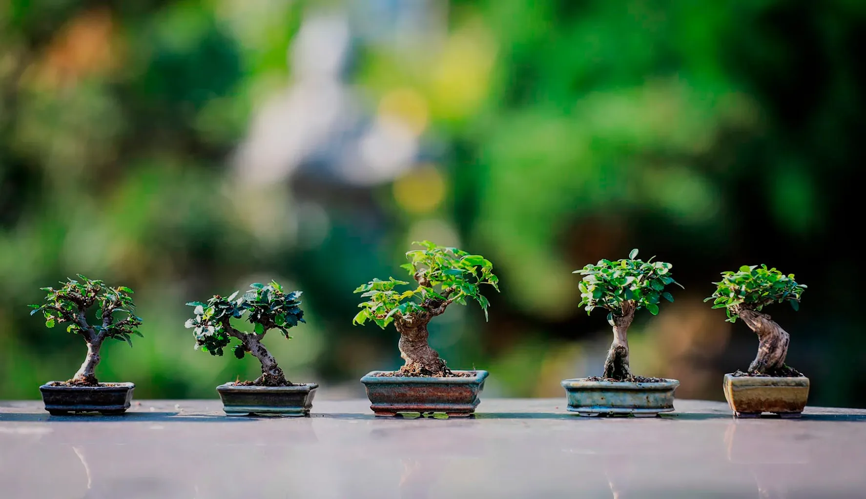 multiples bonsai